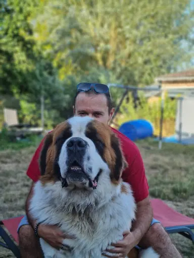Les Saint-bernard et les Mastiff du Fort Noir