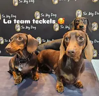 So My Dog Saint Rémy de Provence