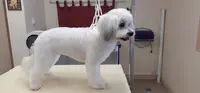 Les Mille Puces Toilettage Chien et Chat Diplomée