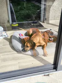 Edu-k9