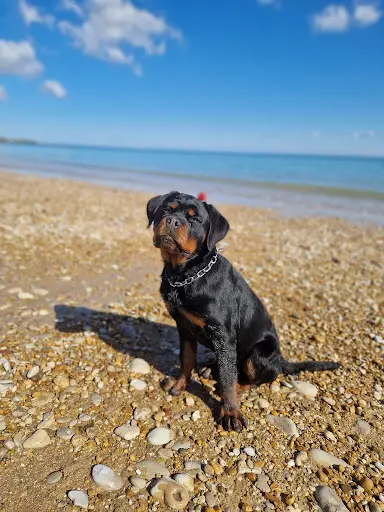 Educanine