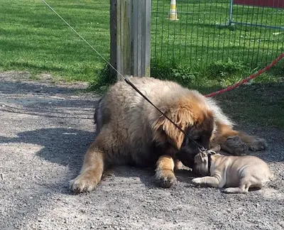 Club Canin de Saint Romain de Colbosc