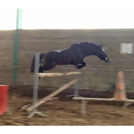 Poney-club de Passieu