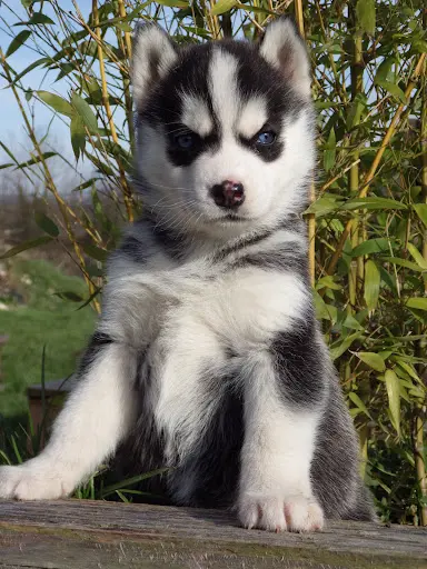 Elevage des Douguy Dogs-husky de Sibérie