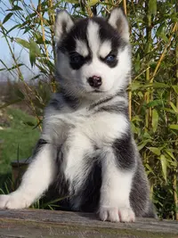 Elevage des Douguy Dogs-husky de Sibérie