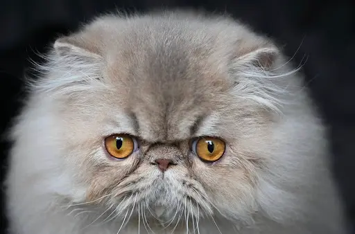 La Cavalière Tykaz, Chatons Exotic Shorthair et Persan