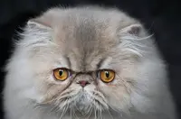 La Cavalière Tykaz, Chatons Exotic Shorthair et Persan