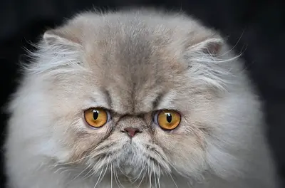 La Cavalière Tykaz, Chatons Exotic Shorthair et Persan
