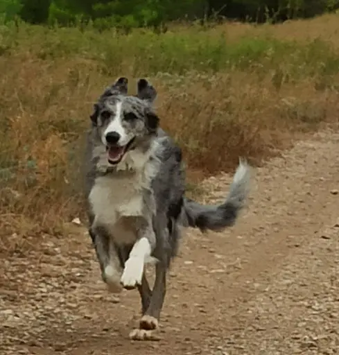 Pension Canine Familiale Comme Chez Vous