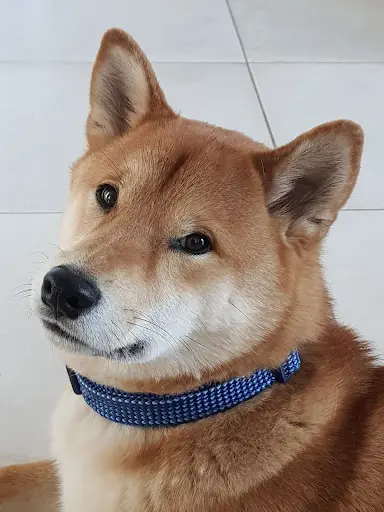 Elevage Shiba Inu Lof Diewachterderkrone