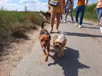 Dog Harmonie Education