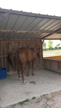Barail Ranch