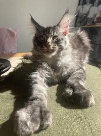 Chatterie du Domaine des Fragnées