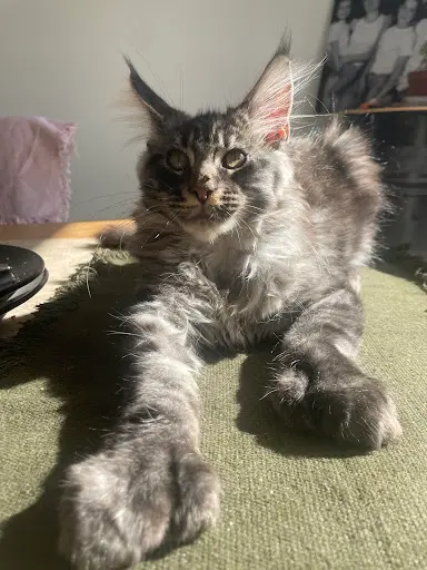 Chatterie du Domaine des Fragnées