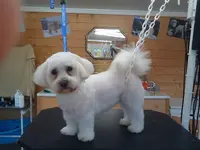 Le Village des Chiens d'Iza