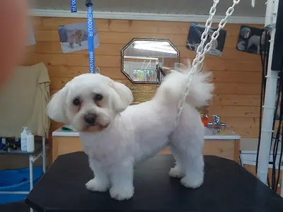 Le Village des Chiens d'Iza
