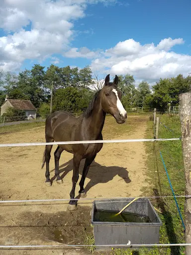 Ecurie des m'