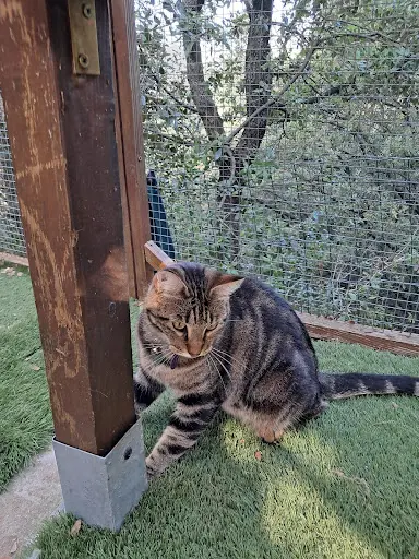 Pension les Matous Zen | Pension Pour Chat Alès (30)