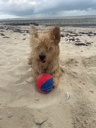 Du Baume aux Poils