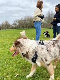 Éducateur Canin À Nantes - Max&compagnie