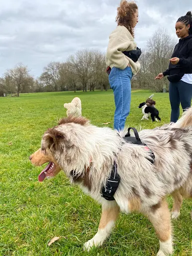 Éducateur Canin À Nantes - Max&compagnie