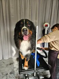 Atelier Woof