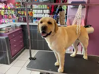 Beauté Canine