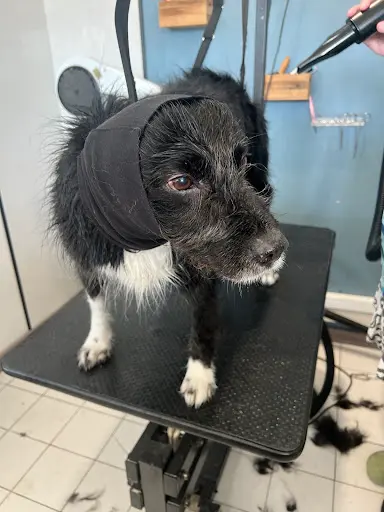 Au Look du Chien