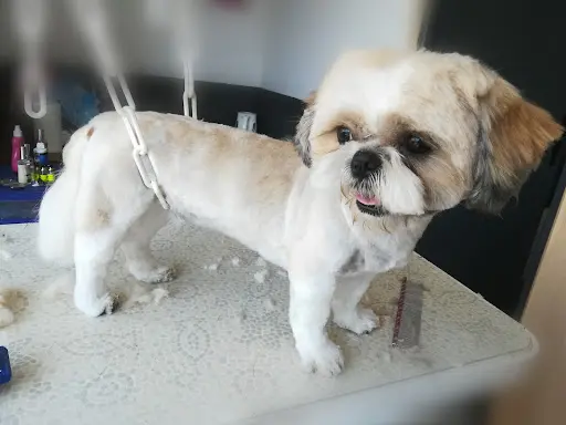 Beauty Doggy