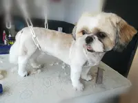 Beauty Doggy