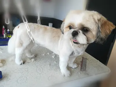 Beauty Doggy