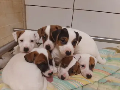 Élevage Chiots Beagles, Jack Russell, Black And Tan Coonhound, Teckels, Lof. Pension Canine du Domaine des Pattes Dorées