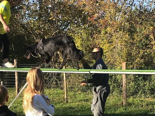 Cect - Education Canine Toutes Races