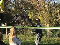 Cect - Education Canine Toutes Races