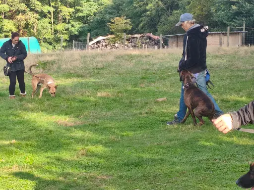 Kindogs: Dressage, Éducation et Étude du Comportement Canin