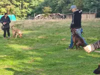 Kindogs: Dressage, Éducation et Étude du Comportement Canin