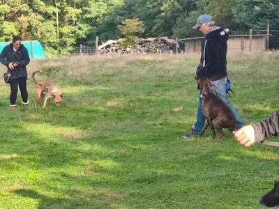 Kindogs: Dressage, Éducation et Étude du Comportement Canin
