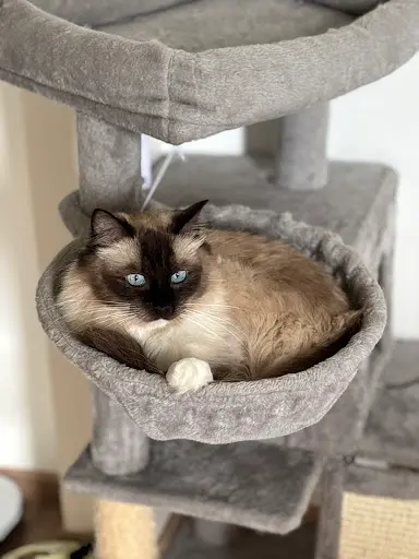Chatterie Rêveries d'Lali S