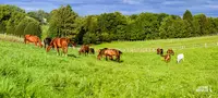 Ifce - Institut Français du Cheval et de l'Équitation