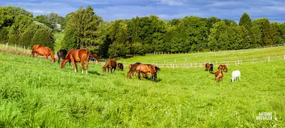 Ifce - Institut Français du Cheval et de l'Équitation