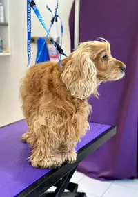 Ô Crazy Dog