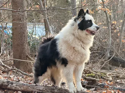 Elevage D’alaskan Malamute et Laika de Iakoutie Of Lapland Polarlights