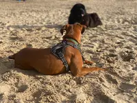 Prodog