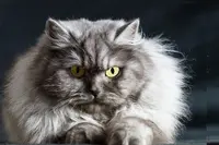 Chatterie du Bois des Calthas