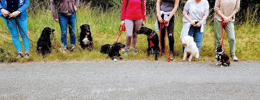 Jeanneeduc35 - Educatrice et Comportementaliste Canin Rennes