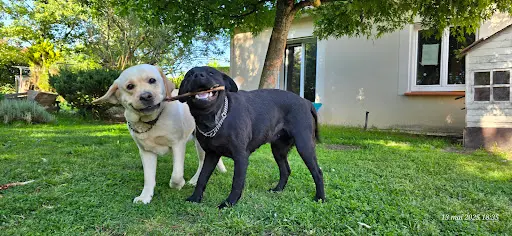 Labradors des Plaines de Jarry
