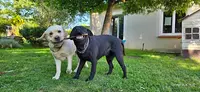Labradors des Plaines de Jarry