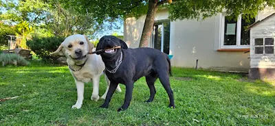 Labradors des Plaines de Jarry