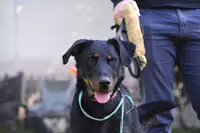 Loup Stic Éducation Canine