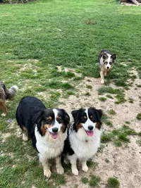 Pension Canine de la Cigale